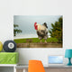Cockerel