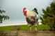 Cockerel