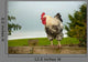 Cockerel