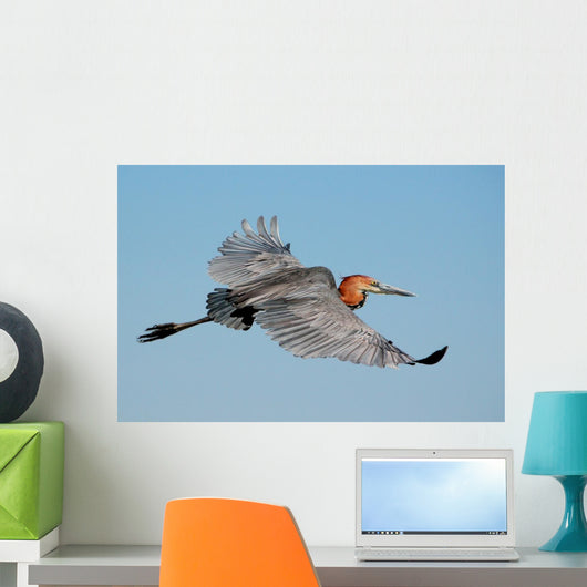 Goliath Heron Ardea Goliath Wall Mural