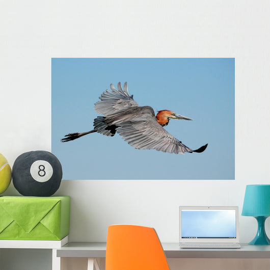 Goliath Heron Ardea Goliath Wall Mural