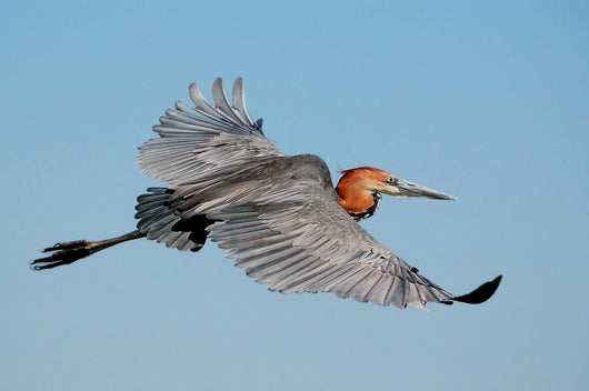 Goliath Heron Ardea Goliath Wall Mural