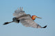 Goliath Heron Ardea Goliath Wall Mural