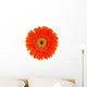 Orange Gerbera White Wall Mural