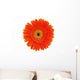 Orange Gerbera White Wall Mural