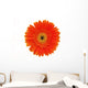 Orange Gerbera White Wall Mural