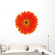 Orange Gerbera White Wall Mural