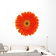 Orange Gerbera White Wall Mural
