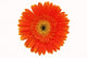 Orange Gerbera White Wall Mural