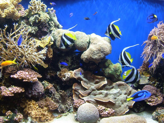 Underwater Fish Sea World America Wall Mural