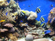 Underwater Fish Sea World America Wall Mural