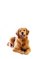 Golden Retriever Wall Decal