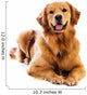 Golden Retriever Wall Decal