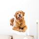 Golden Retriever Wall Decal
