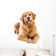 Golden Retriever Wall Decal