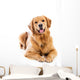 Golden Retriever Wall Decal