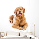Golden Retriever Wall Decal