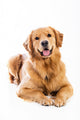 Golden Retriever Wall Decal