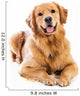 Golden Retriever Wall Decal
