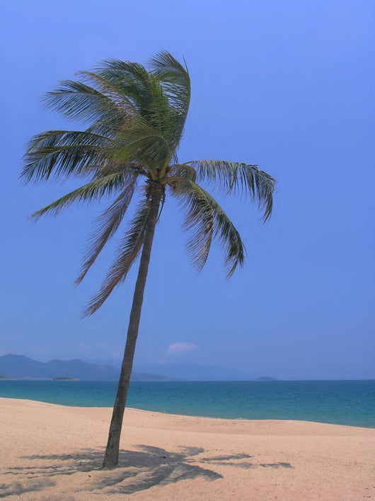 Palm Beach