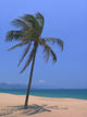 Palm Beach