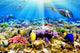 Coral and Fish Red Wall Mural