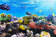 Coral and Fish Red