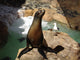 Sea lion with seagull in Seaworld in San Diego while sunbathing Wall Mural
