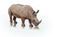 Portrait Rhinoceros White