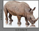 Portrait Rhinoceros White
