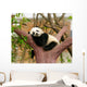 Sleeping Giant Panda Baby