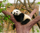 Sleeping Giant Panda Baby