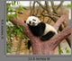 Sleeping Giant Panda Baby