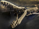Fossil Wall Decal