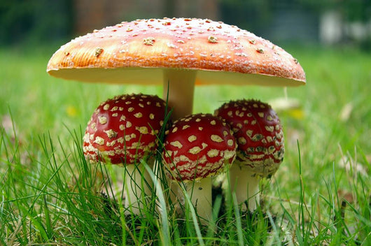 Little Triplet toadstools with Mother Wall Mural