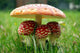 Little Triplet toadstools with Mother Wall Mural