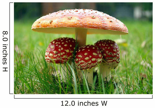 Little Triplet toadstools with Mother Wall Mural