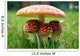Little Triplet toadstools with Mother Wall Mural