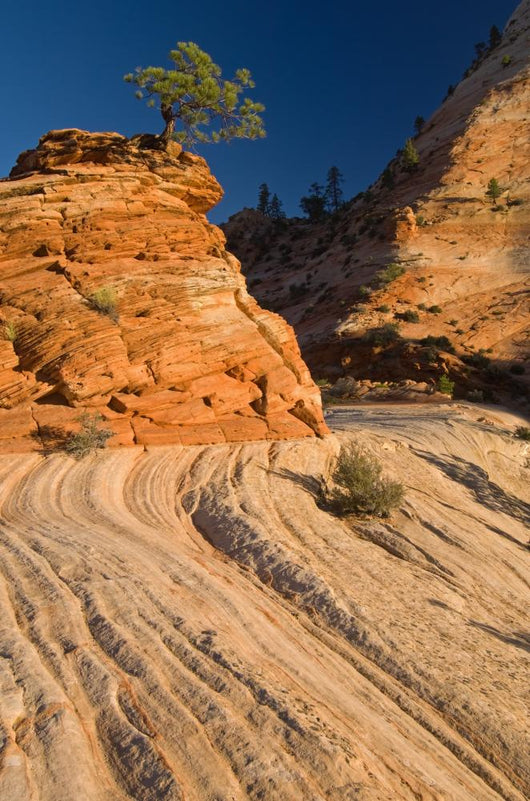 Ponderosa Pine Zion National