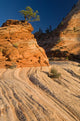 Ponderosa Pine Zion National