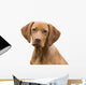 Vizsla Portrait