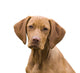 Vizsla Portrait