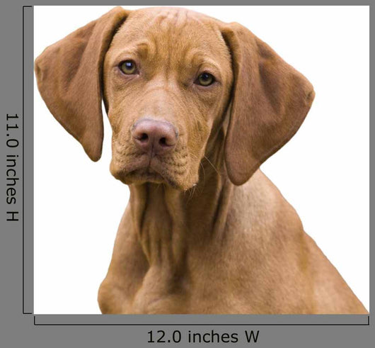 Vizsla Portrait