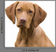 Vizsla Portrait
