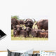 Buffalo Herd Resting Grass Wall Mural
