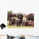 Buffalo Herd Resting Grass Wall Mural