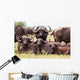 Buffalo Herd Resting Grass Wall Mural