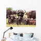 Buffalo Herd Resting Grass Wall Mural