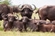 Buffalo Herd Resting Grass Wall Mural