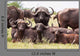 Buffalo Herd Resting Grass Wall Mural
